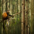 Golden monkey in bamboo forest (Cercopithecus kandti), Volcanoes National Park, Rwanda